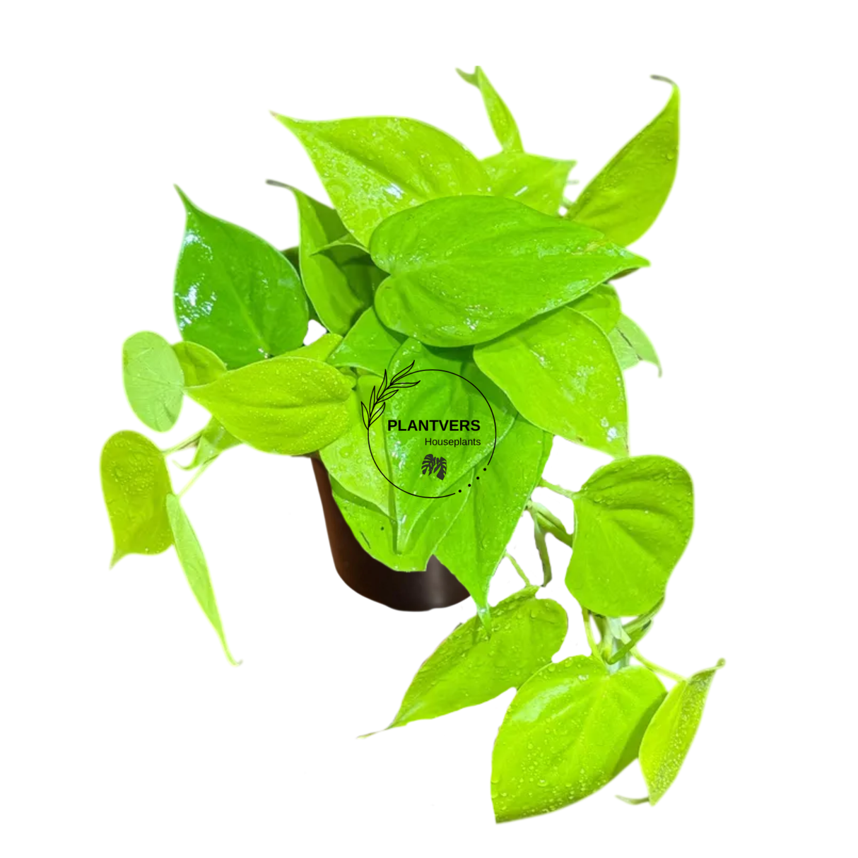 4" Lemon Lime Philodendron (Wholesale Indoor Plant Case of 10 Pots)