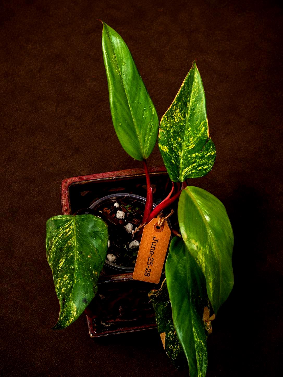 Variegated Philodendron Strawberry Shake Live Plant - (June-25-28)
