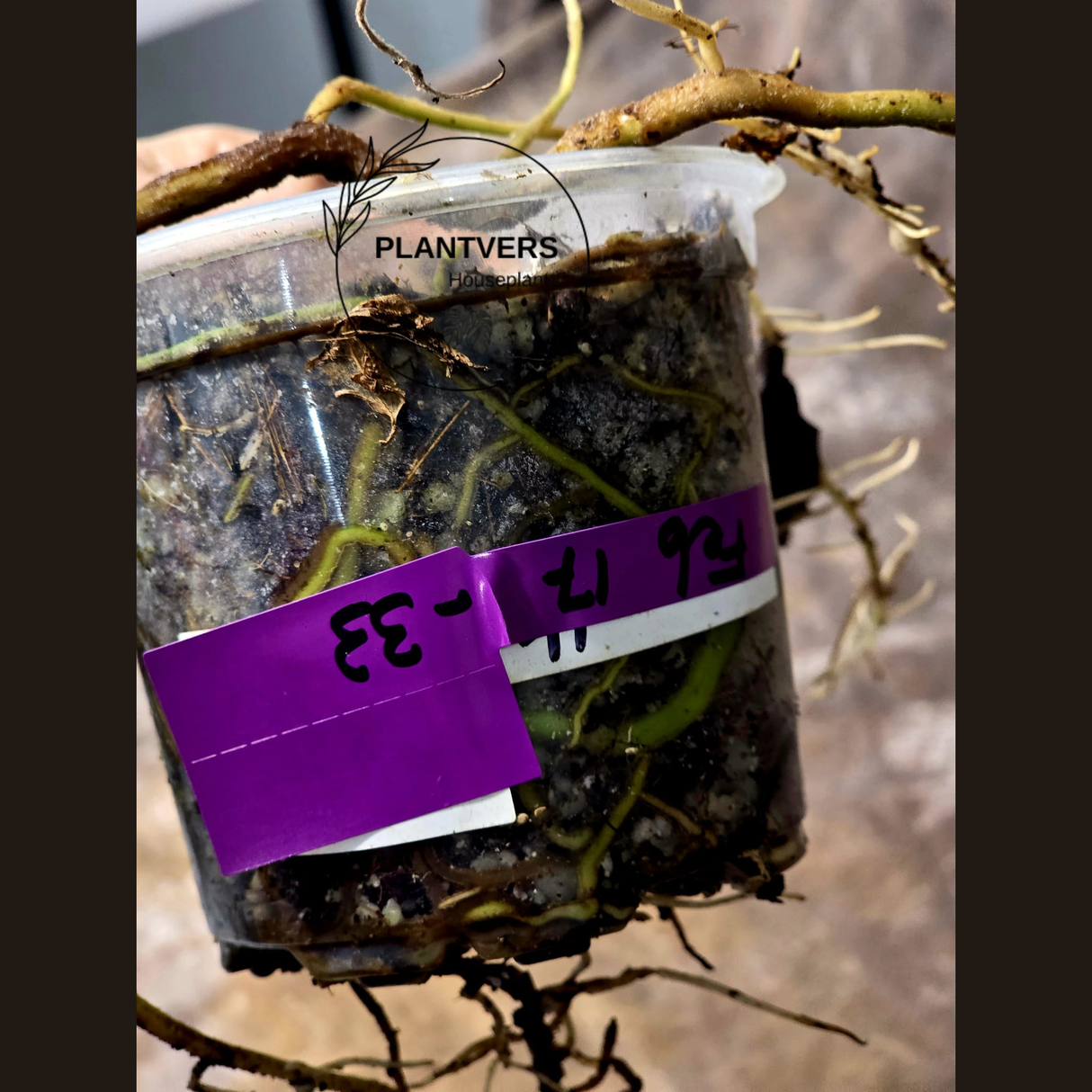 Monstera Aurea Variegated Borsigiana in a Nursery Pot - Monstera Marmota - SAME Plant as images - US Seller