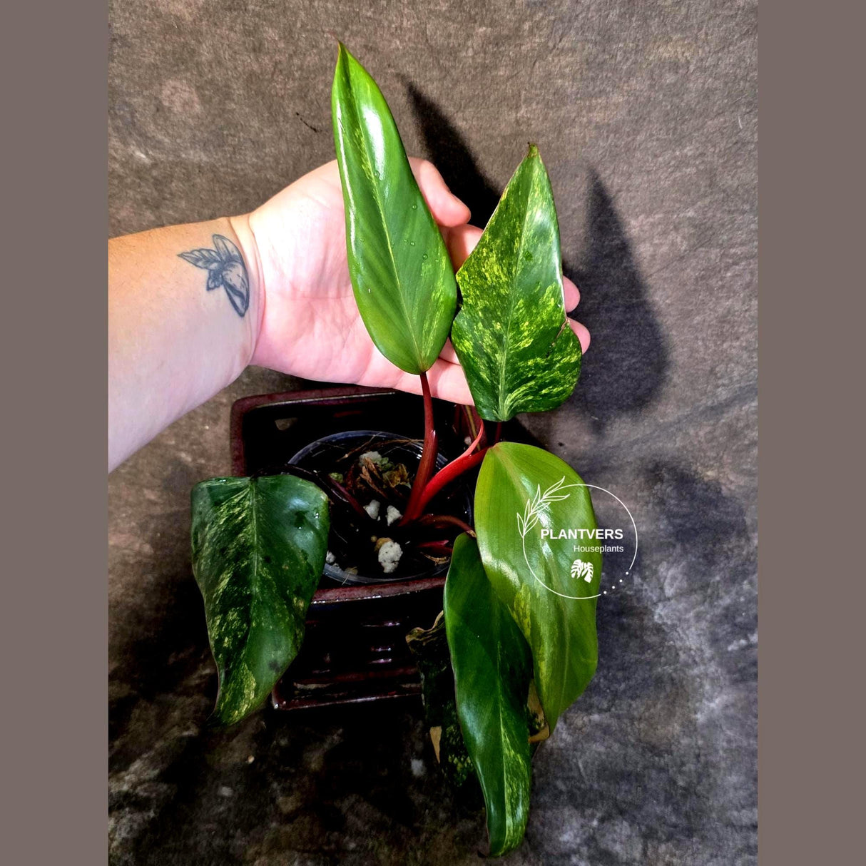 Variegated Philodendron Strawberry Shake Live Plant - (June-25-28)