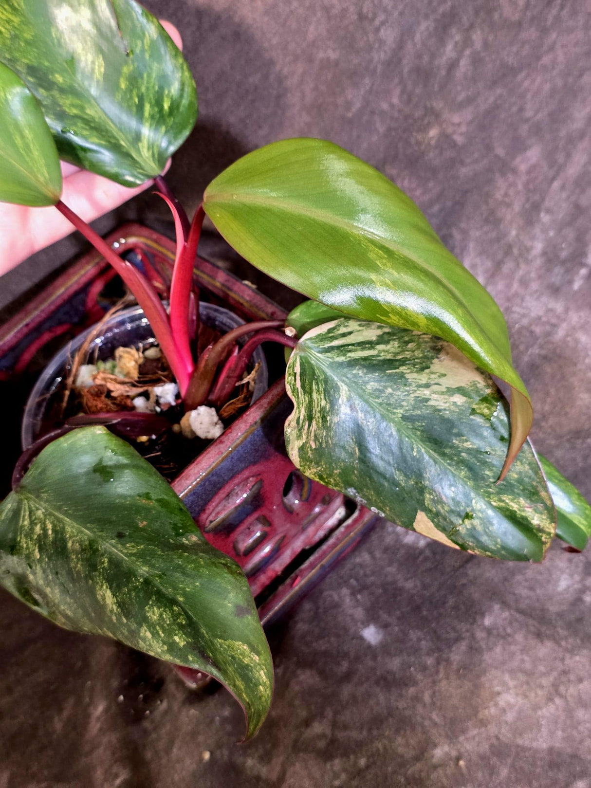 Variegated Philodendron Strawberry Shake Live Plant - (June-25-28)