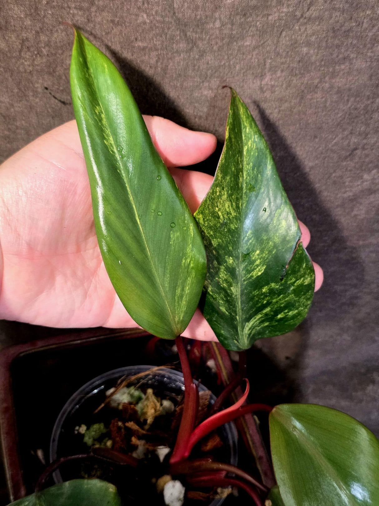 Variegated Philodendron Strawberry Shake Live Plant - (June-25-28)