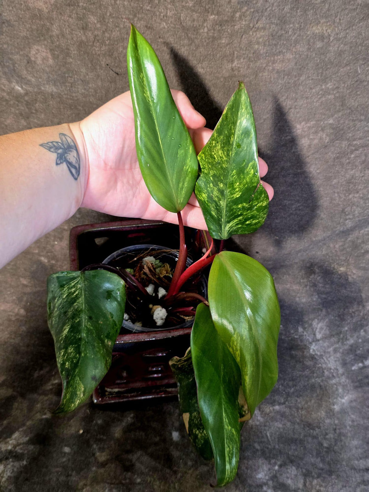 Variegated Philodendron Strawberry Shake Live Plant - (June-25-28)