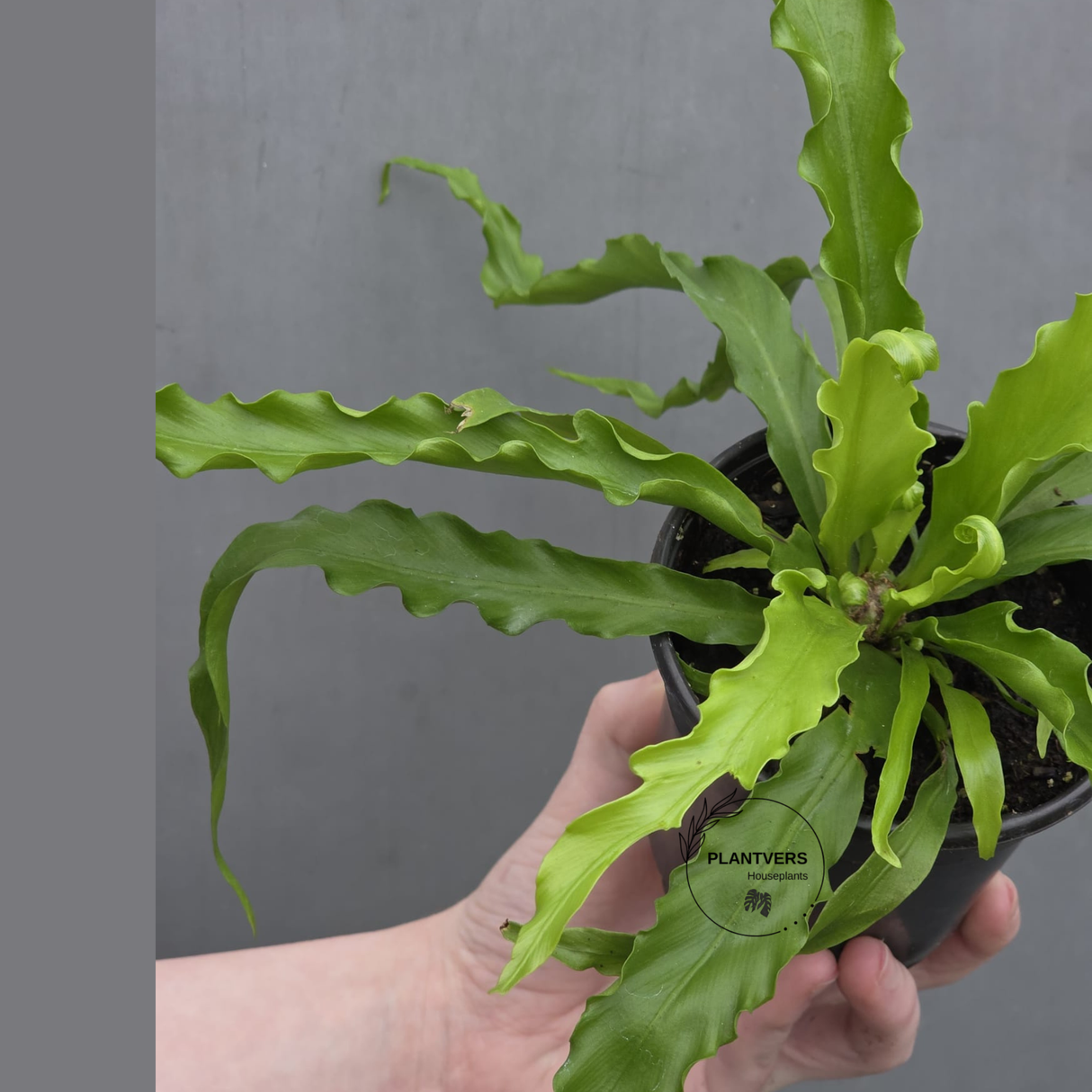 Victoria Japanese Bird’s Nest Fern in 3” Pot - Rare Asplenium Victoria Fern - Wavy Leaf Air Purifier Indoor Plant - Tropical Houseplant