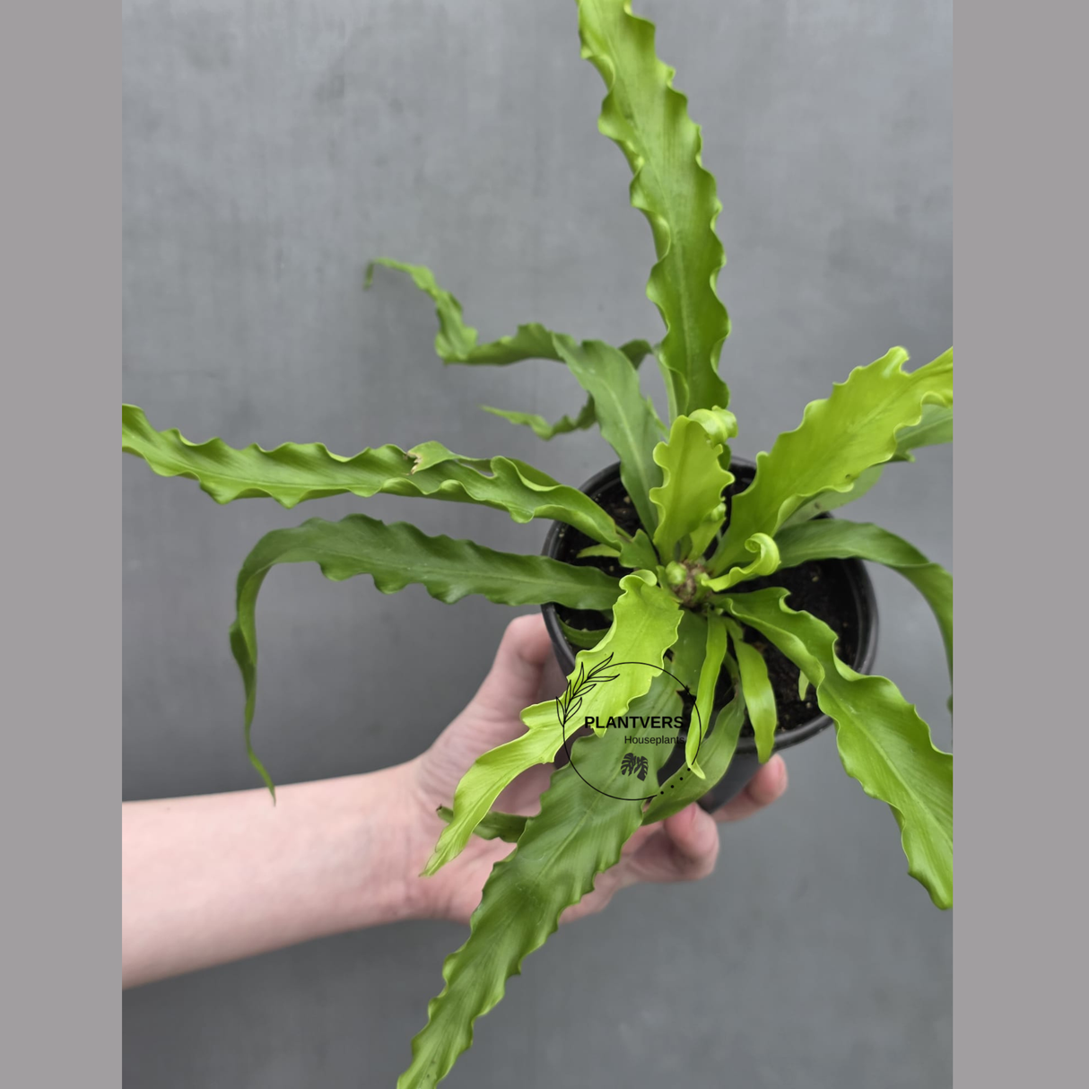 Victoria Japanese Bird’s Nest Fern in 3” Pot - Rare Asplenium Victoria Fern - Wavy Leaf Air Purifier Indoor Plant - Tropical Houseplant