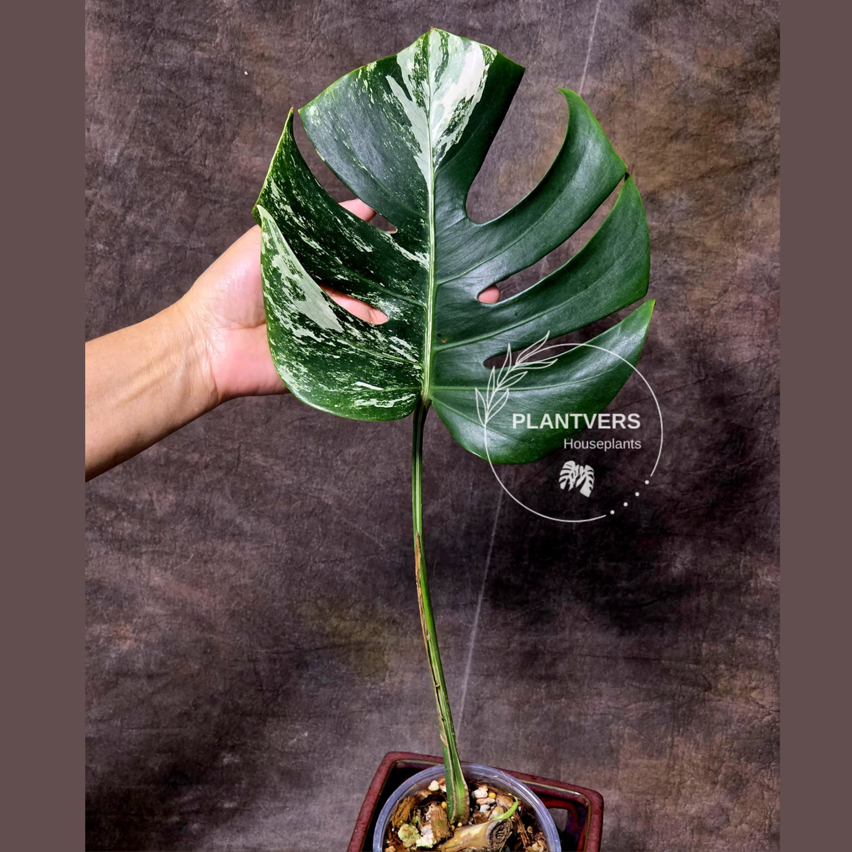 Variegated Monstera Albo Plant - Rare Indoor White Albo Borsigiana Plant - Albo Monstera Single Leaf Plant - EXACT Plant - US Seller