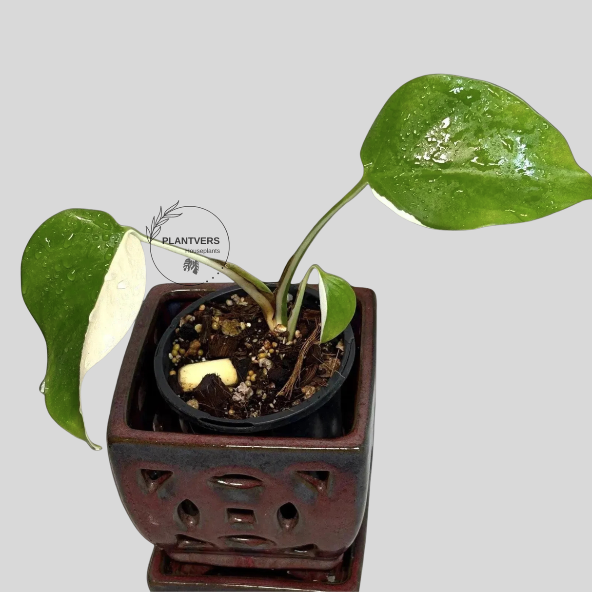 white monstera plant