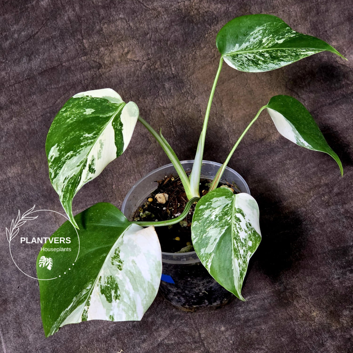 Variegated Monstera Albo - Rare White Monstera Borsigiana Albo Baby Leaf EXACT Plant - US Seller