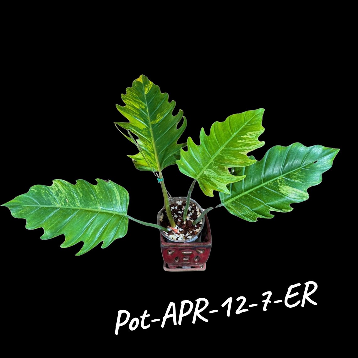 Super Rare Variegated Philodendron Caramel Marble - Easy Care Indoor Plant - Rare Collector Plant - Gift Plant - Exact Same Plant -US Seller