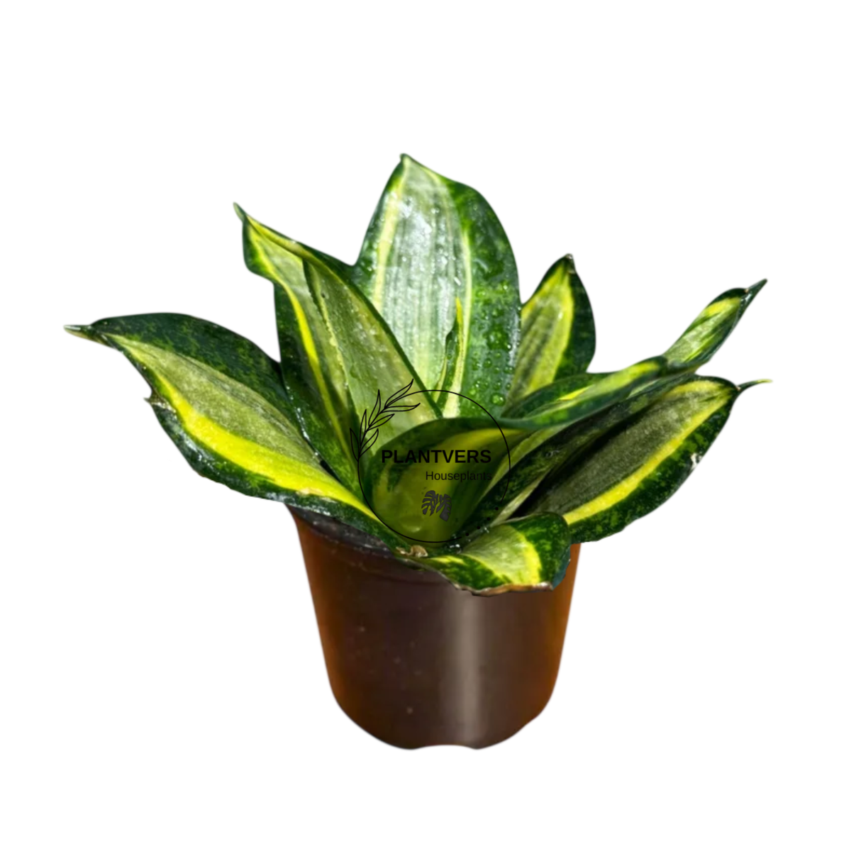 4β Trifasciata Gold Star ( Bulk Indoor Plant Case of 10 Pots)