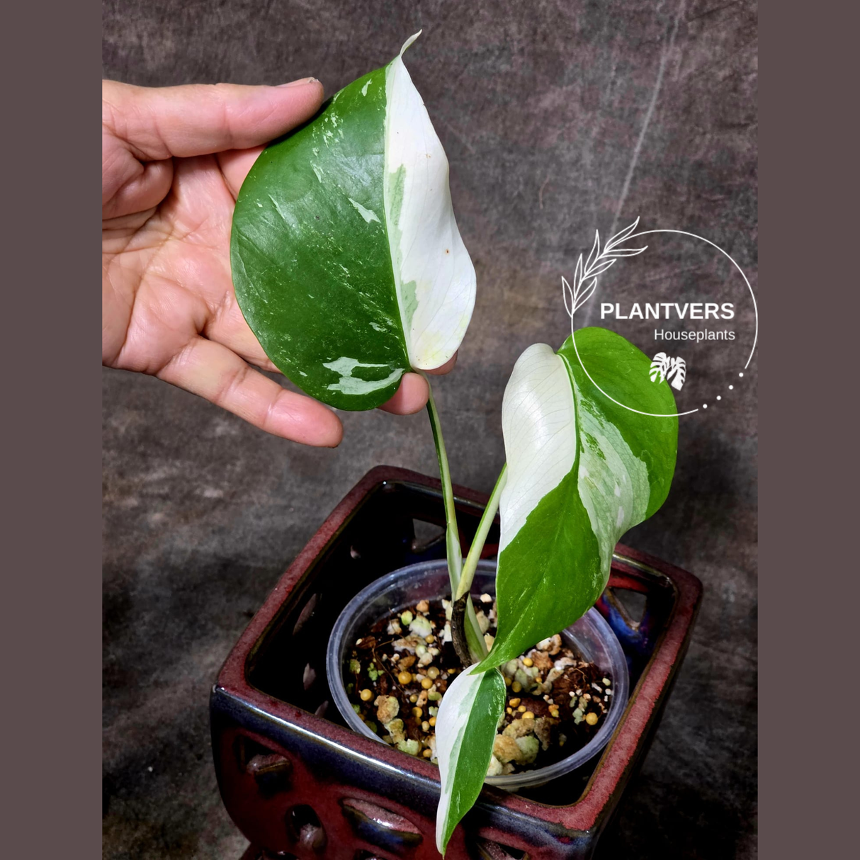 Variegated Monstera Albo - Rare White Monstera Borsigiana Albo Baby Leaf EXACT Plant - US Seller
