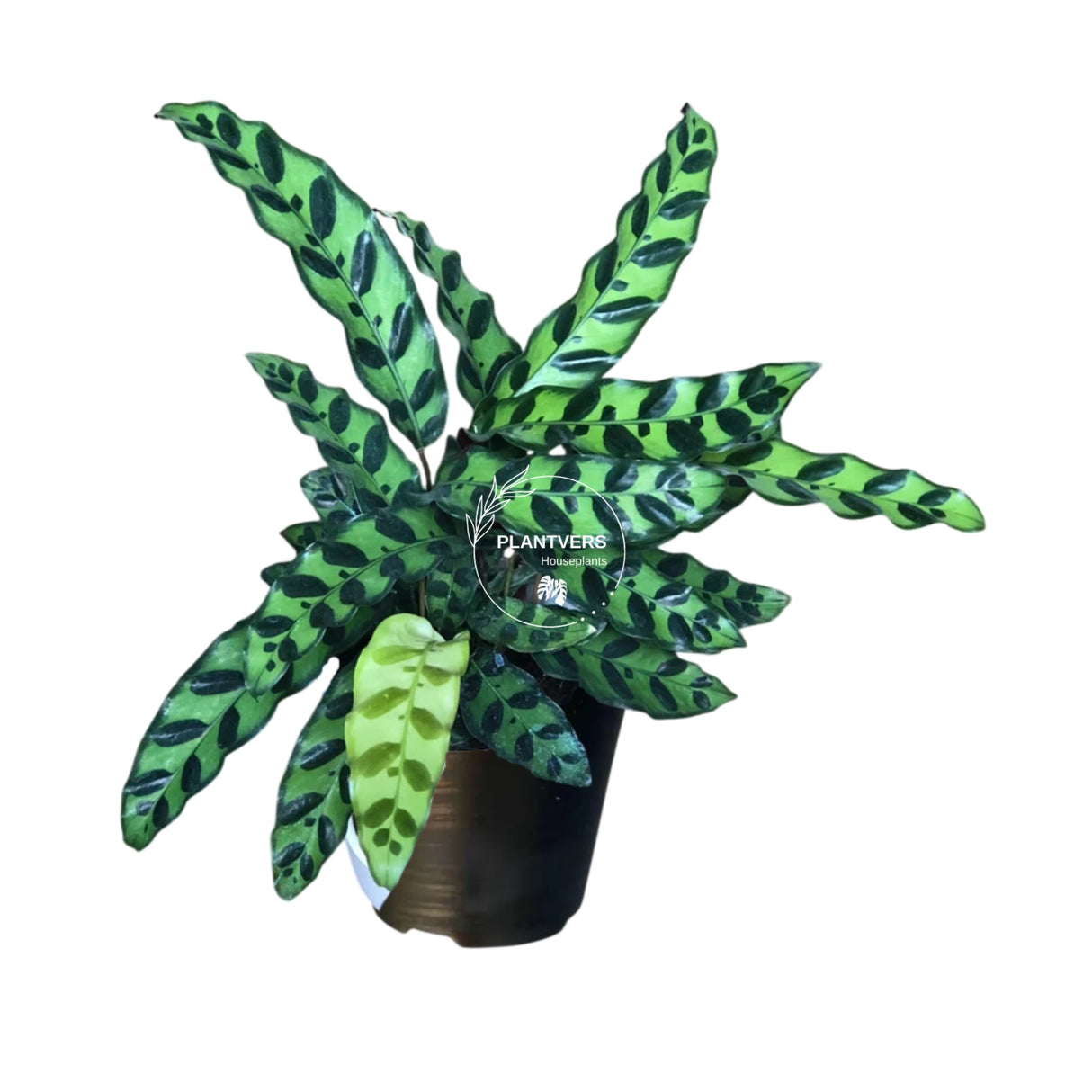 4β Calathea Lancifolia (Wholesale Indoor Plant Case of 10 Pots)