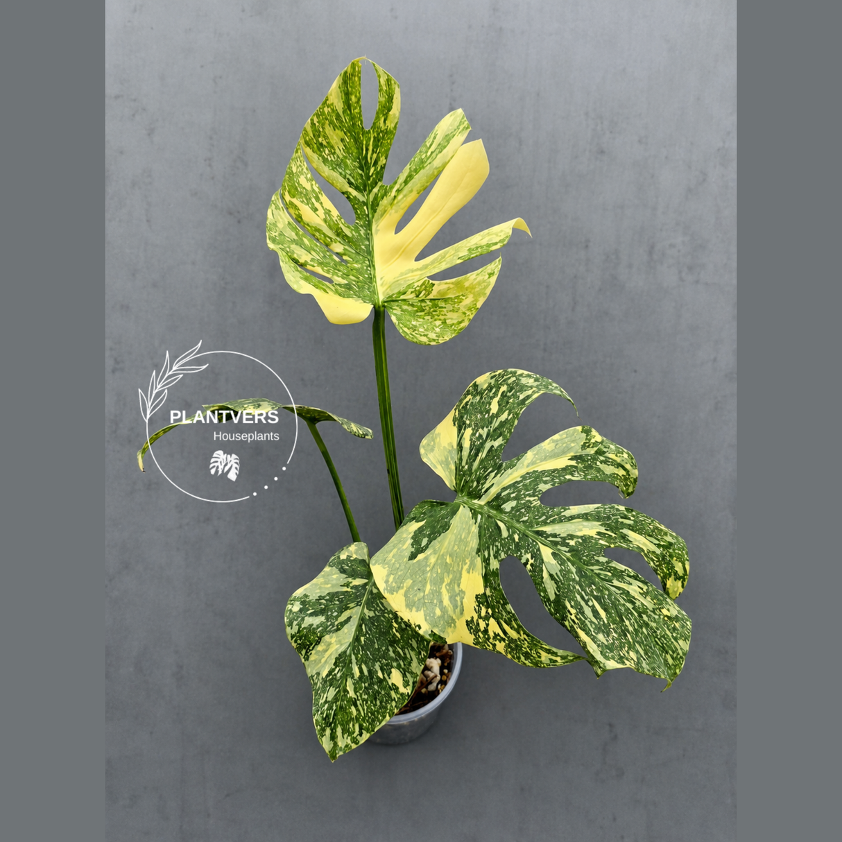 Monstera Deliciosa Crème Brûlée Plant - Rare Variegated Aroid (June-17-18)