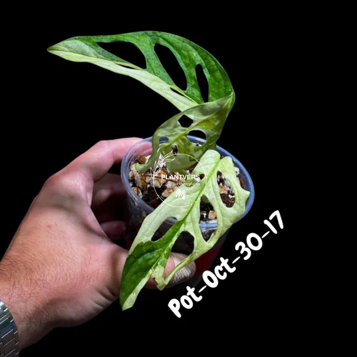 Variegated Monstera Adansonii Albo Plant Live - Rare Swiss Cheese EXACT Same Plant - Half-Moon Leaf - US Seller