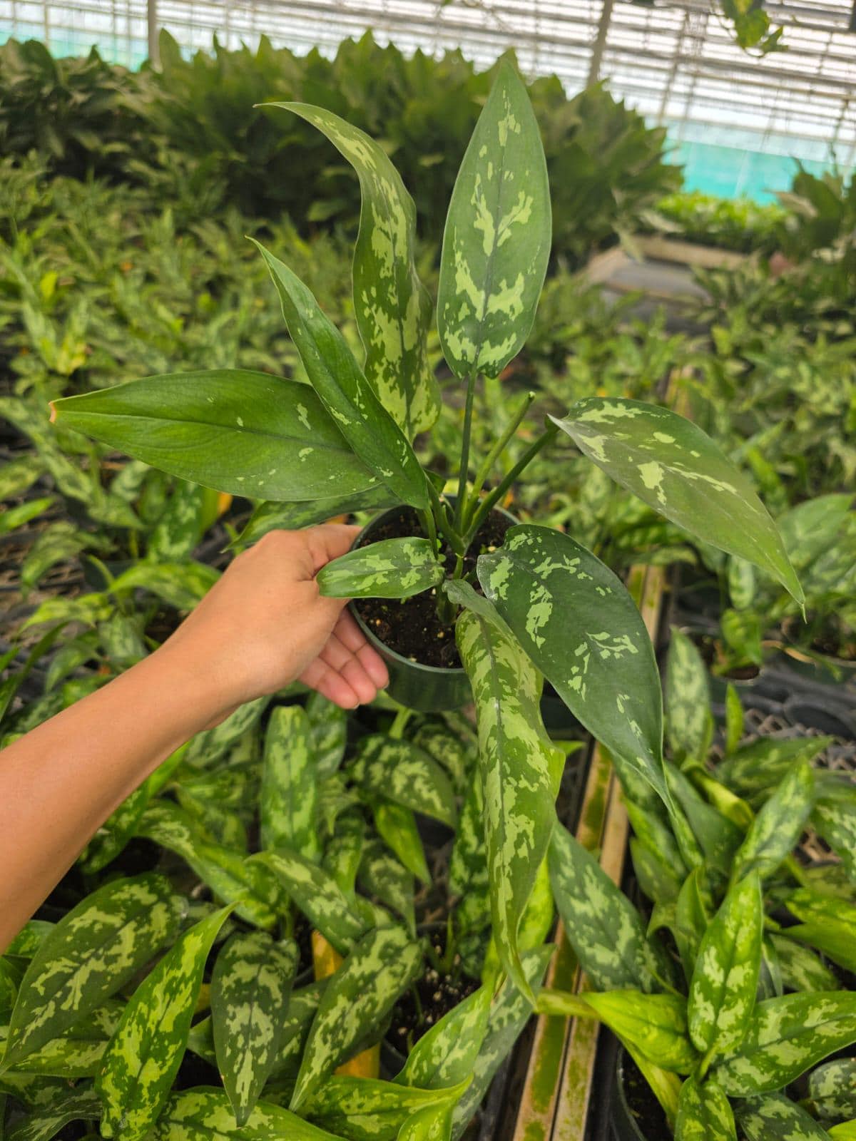 Chinese Evergreen Plant