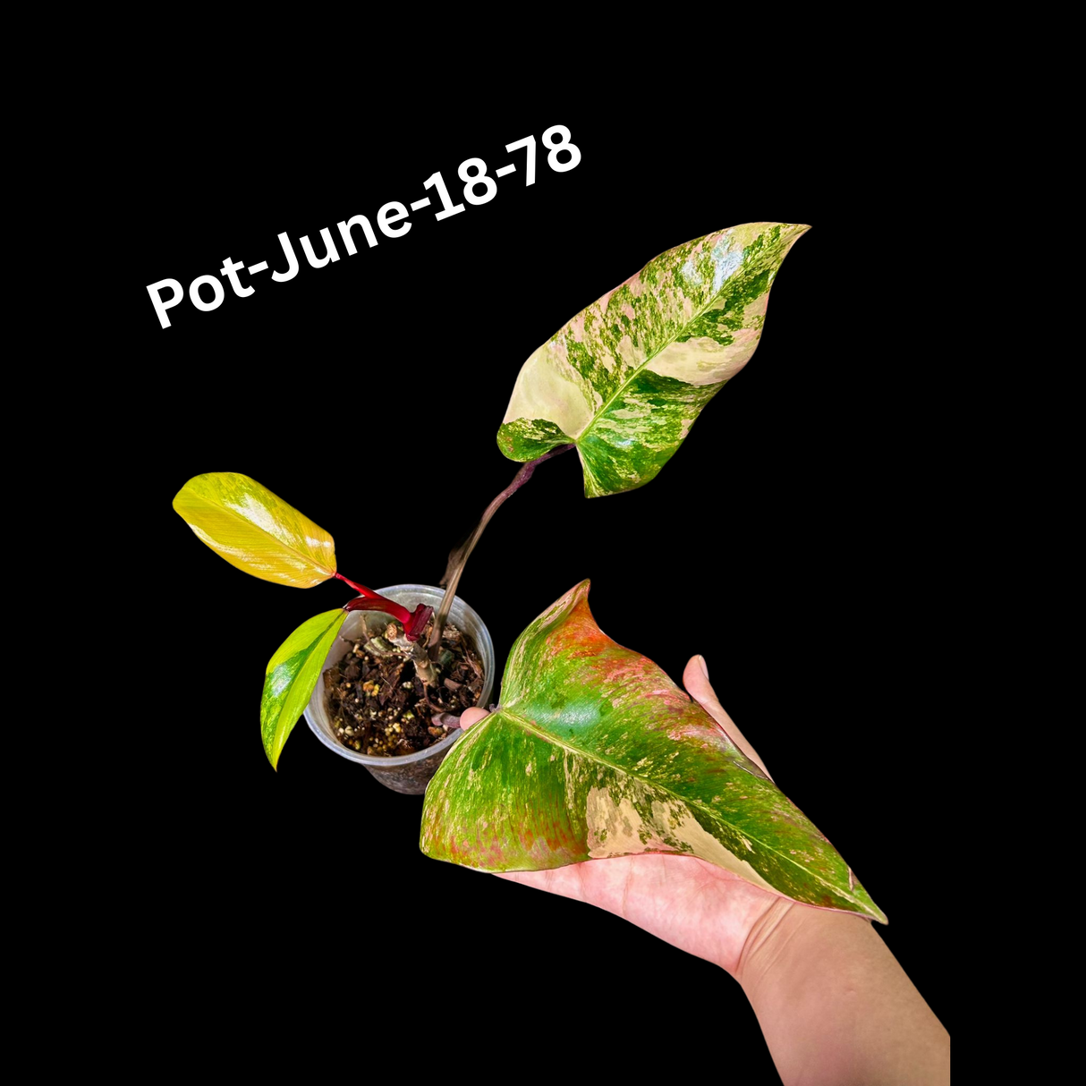 Variegated Philodendron Strawberry Shake Plant Live EXACT - Extremely Rare Strawberry Plant For Collectors - Mother's Day Gift - US Seller