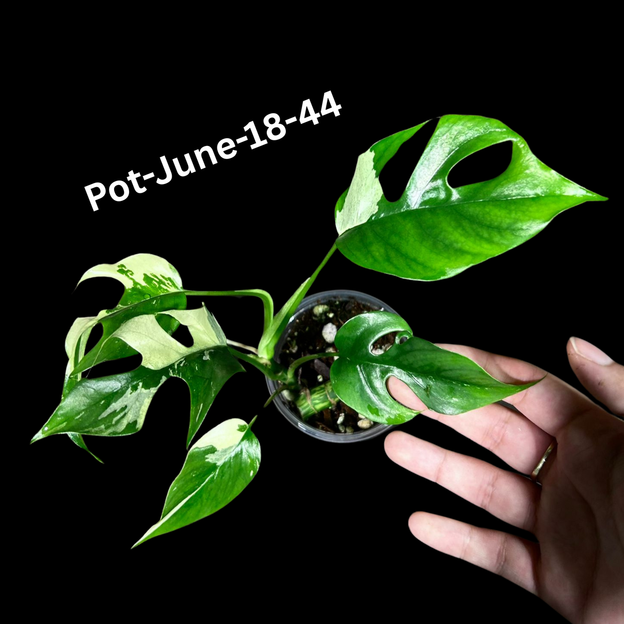 Rare Variegated Rhaphidophora Tetrasperma in a Nursery Pot - Rare Collector Houseplant - Mini Monstera - Beginners Plant - Exact Same Plant