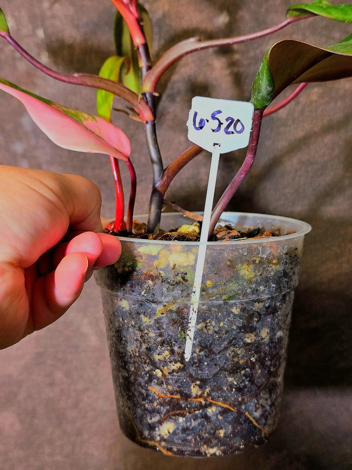 Variegated Philodendron Strawberry Shake Live Plant - EXACT Plant - (6-5-20)