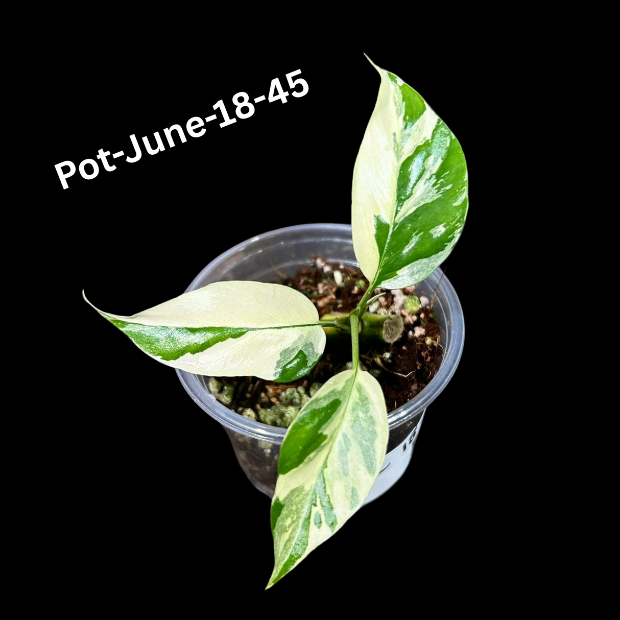 Rare Variegated Rhaphidophora Tetrasperma in a Nursery Pot - Rare Collector Houseplant - Mini Monstera - Beginners Plant - Exact Same Plant