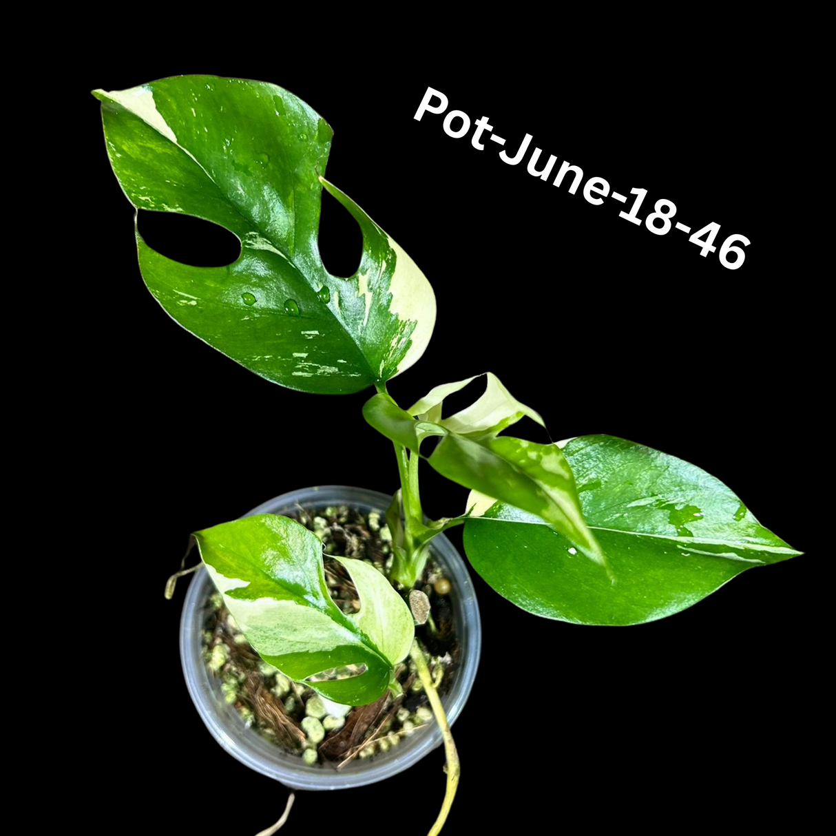 Rare Variegated Rhaphidophora Tetrasperma in a Nursery Pot - Rare Collector Houseplant - Mini Monstera - Beginners Plant - Exact Same Plant