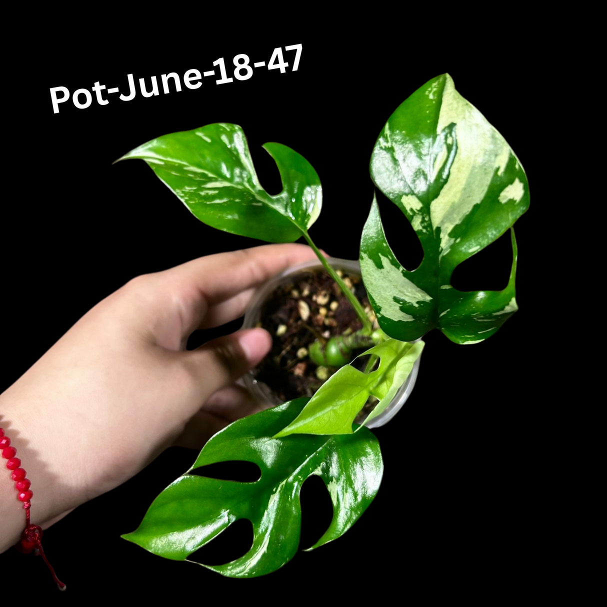 Rare Variegated Rhaphidophora Tetrasperma in a Nursery Pot - Rare Collector Houseplant - Mini Monstera - Beginners Plant - Exact Same Plant