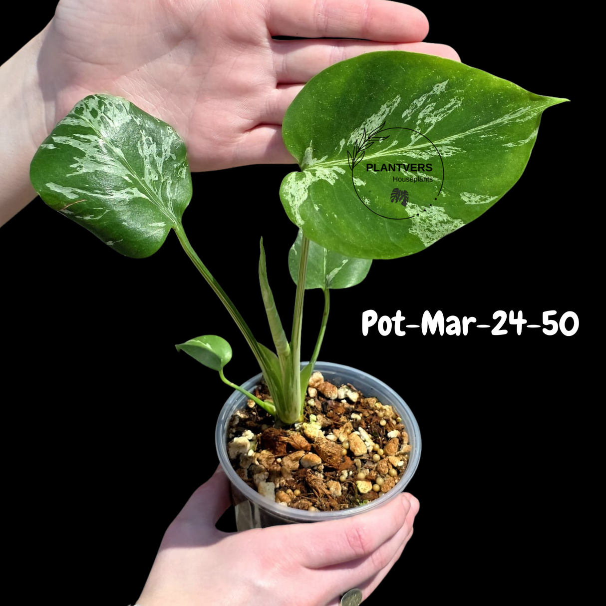 Rare Collector Plants