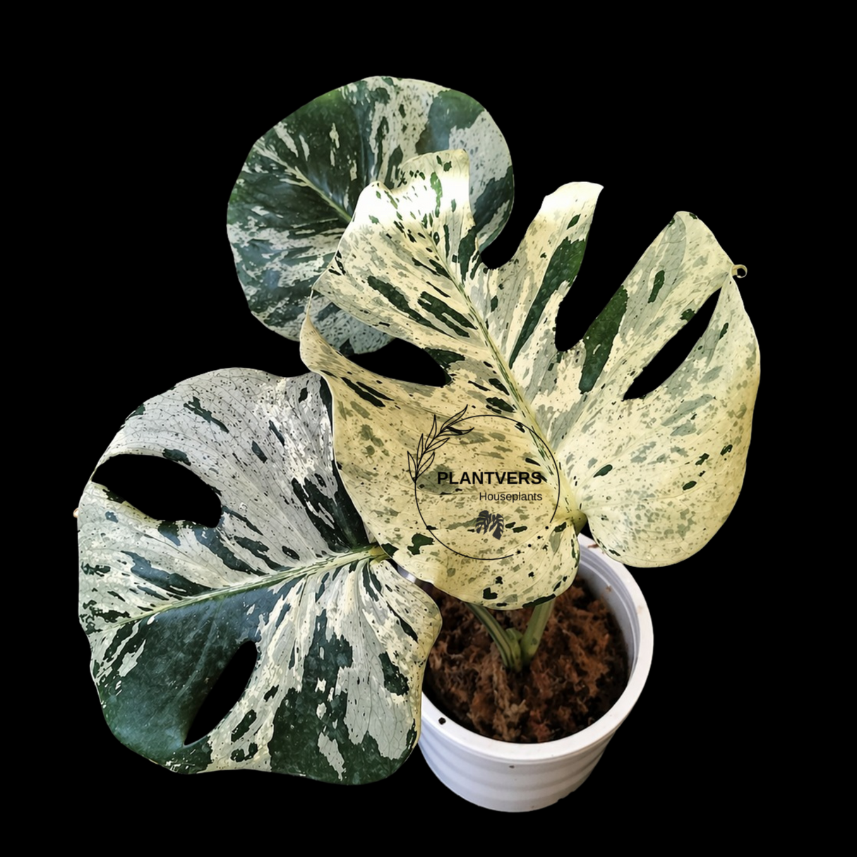 Bulbasaur Variegated Plants