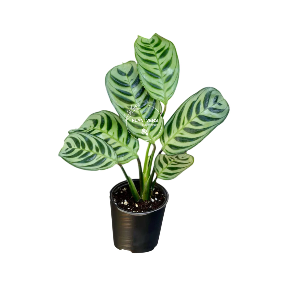 4β Calathea Burle Marx (Wholesale Indoor Plant Case of 10 Pots)