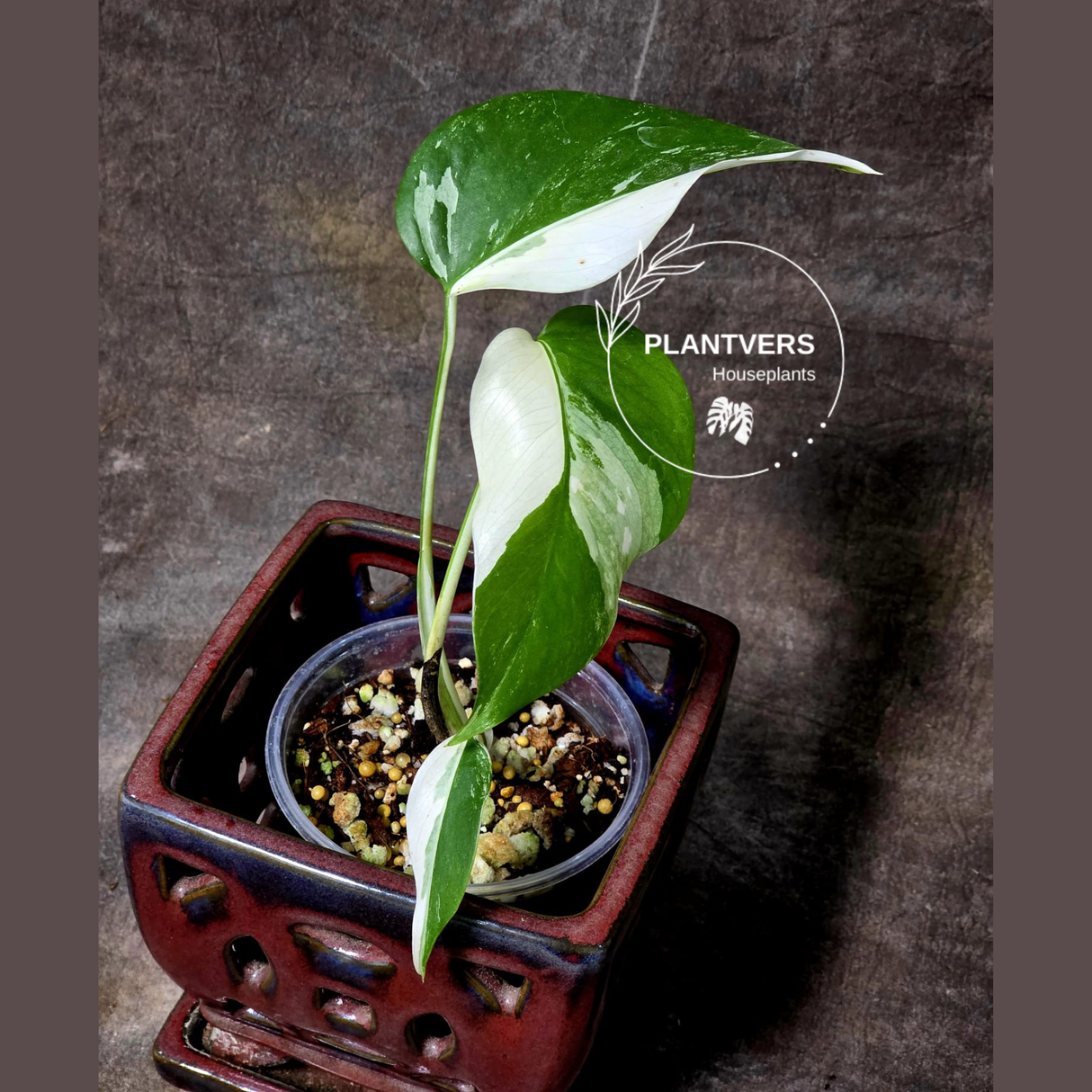 Variegated Monstera Albo - Rare White Monstera Borsigiana Albo Baby Leaf EXACT Plant - US Seller