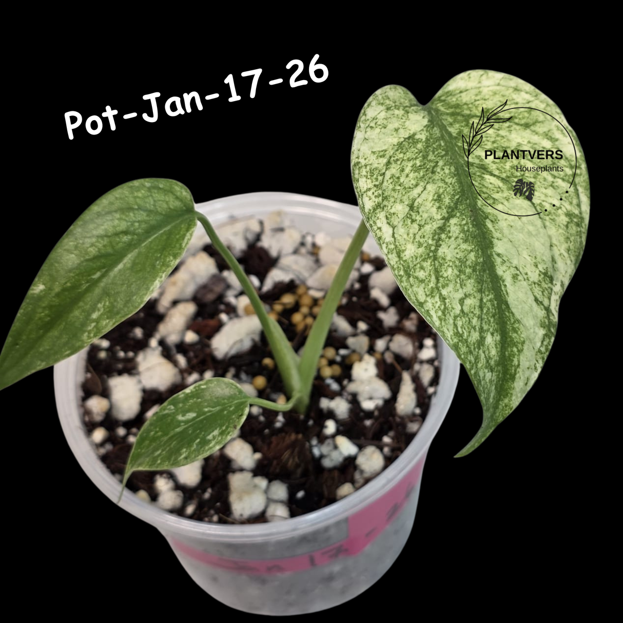 RARE Monstera Deliciosa Mint Live Plant in a Nursery Pot - Stunning Variegated EXACT Monstera Plant - Collector's Aroid - US Seller