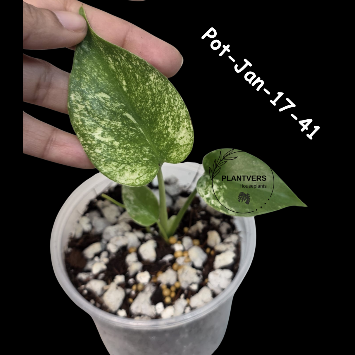 RARE Monstera Deliciosa Mint Live Plant in a Nursery Pot - Stunning Variegated EXACT Monstera Plant - Collector's Aroid - US Seller