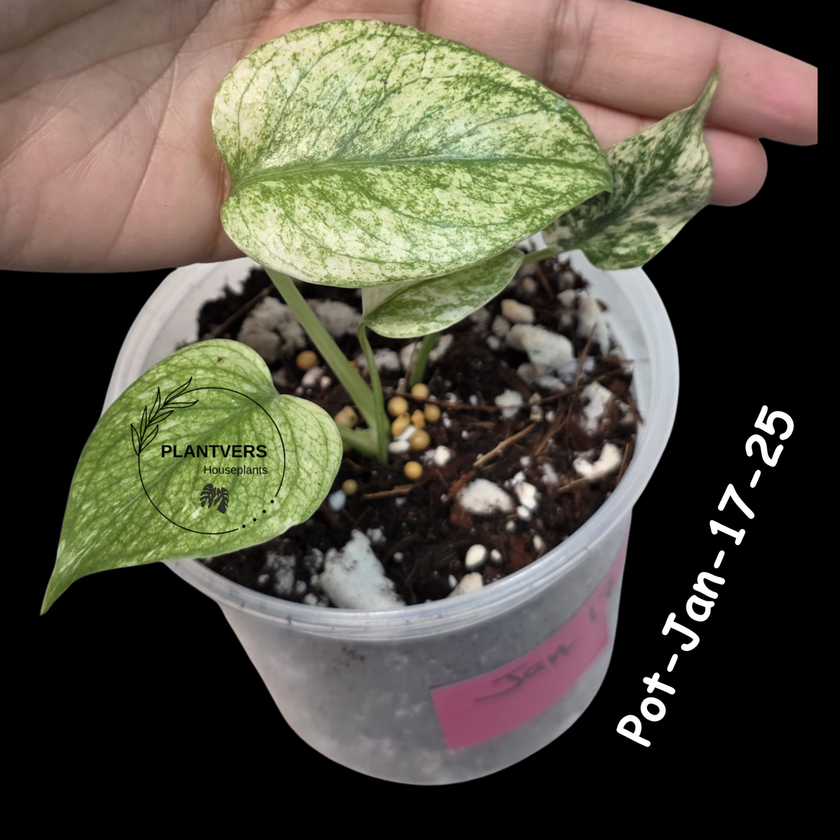 RARE Monstera Deliciosa Mint Live Plant in a Nursery Pot - Stunning Variegated EXACT Monstera Plant - Collector's Aroid - US Seller