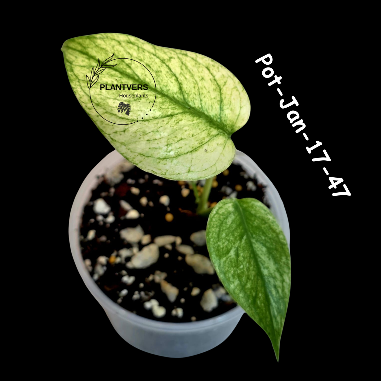 RARE Monstera Deliciosa Mint Live Plant in a Nursery Pot - Stunning Variegated EXACT Monstera Plant - Collector's Aroid - US Seller