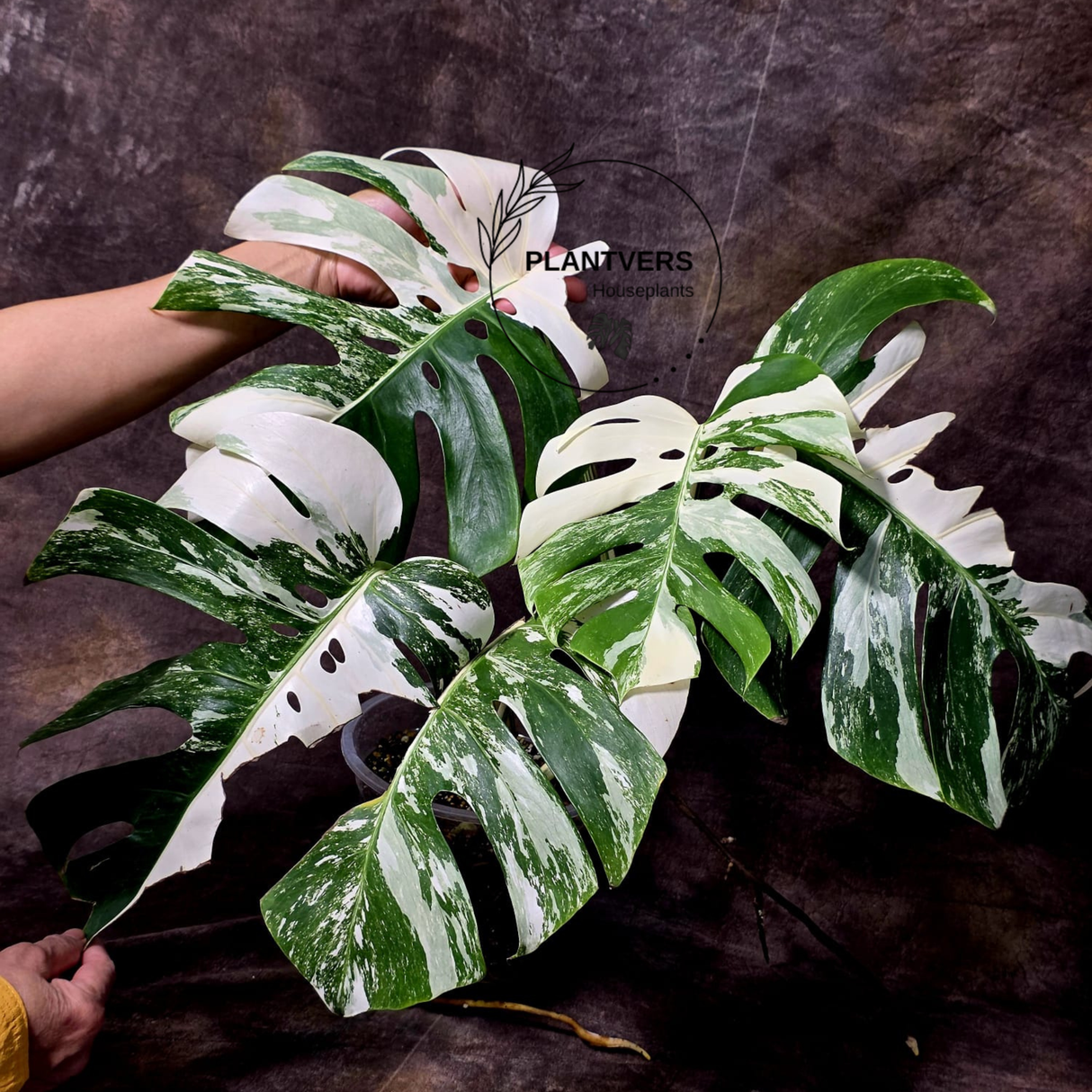 Rare Variegated Monstera Albo - White Albo Borsigiana Mature EXACT Plant - US Seller