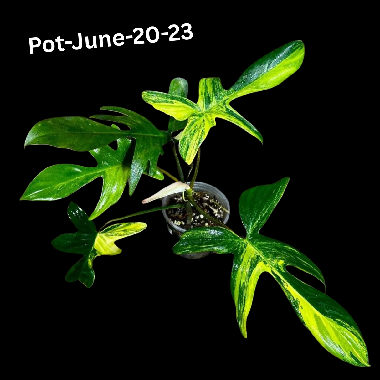 Variegated Philodendron Florida Beauty EXACT Same Plant - Live Indoor Collector Plant - US Seller - Variegated Florida Gift Same Plant