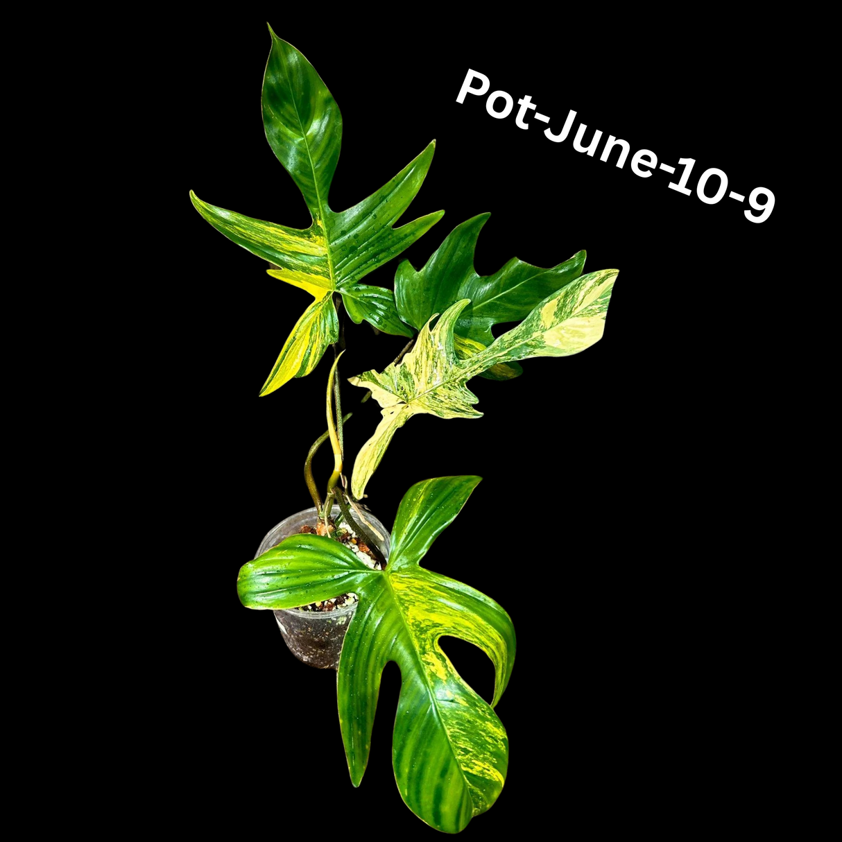 Variegated Philodendron Florida Beauty EXACT Same Plant - Live Indoor Collector Plant - US Seller - Variegated Florida Gift Same Plant