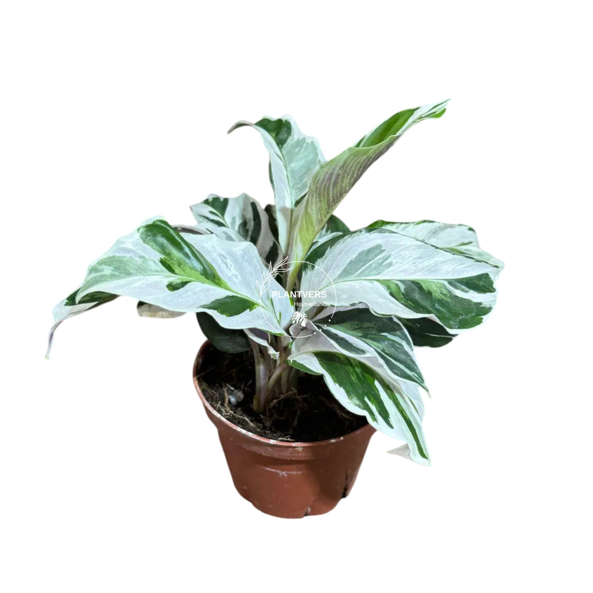 4β Calathea Fusion White (Wholesale Indoor Plant Case of 10 Pots)
