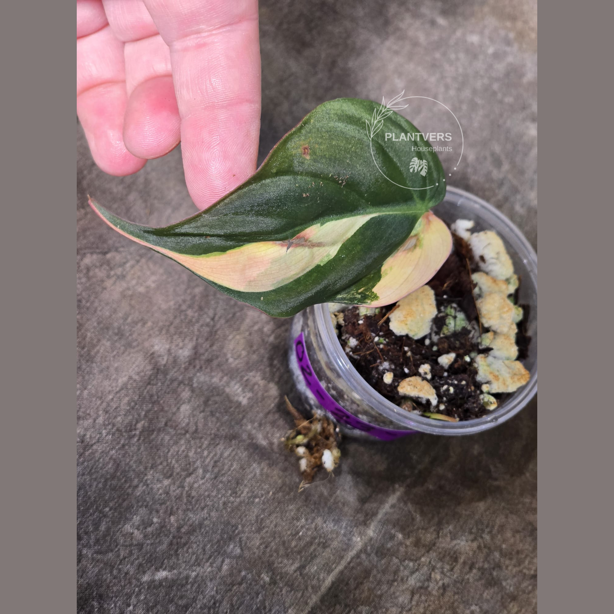 Variegated Philodendron Mican Aurea in a Nursery Pot - Rare Collector Plant - EXACT Plant - US SELLER