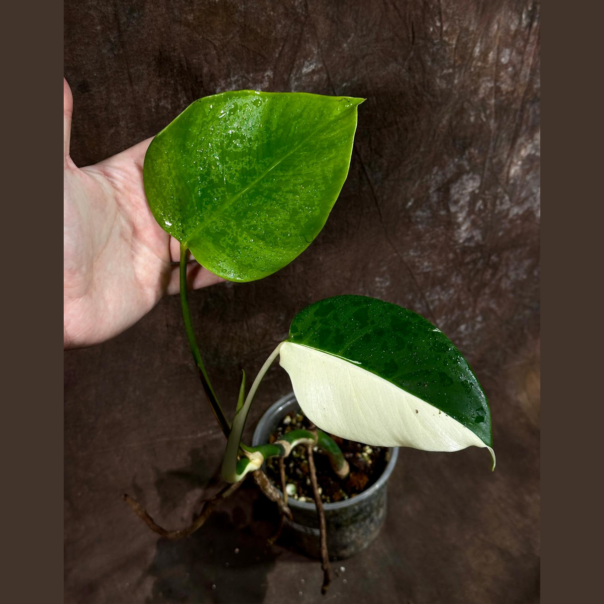 Variegated Monstera Albo Plant - Rare Indoor White Monstera Albo Borsigiana Plant - Albo Half-Moon Leaf Baby Plant - EXACT Plant -US Seller