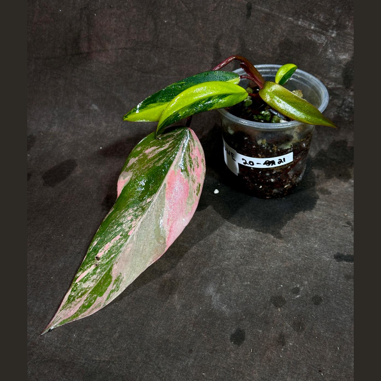 Variegated Philodendron Strawberry Shake in a Nursery Pot - Pink Strawberry Shake RARE Collector Plant - Live Indoor Plant - Exact Plant