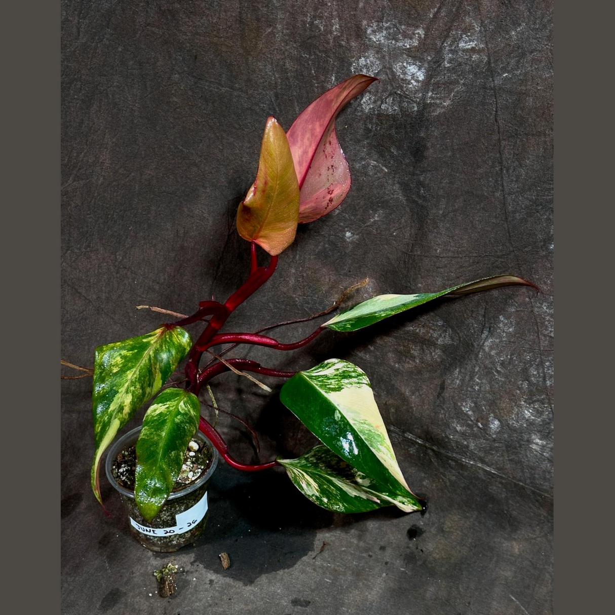 Variegated Philodendron Strawberry Shake in a Nursery Pot - Pink Strawberry Shake RARE Collector Plant - Live Indoor Plant - Exact Plant