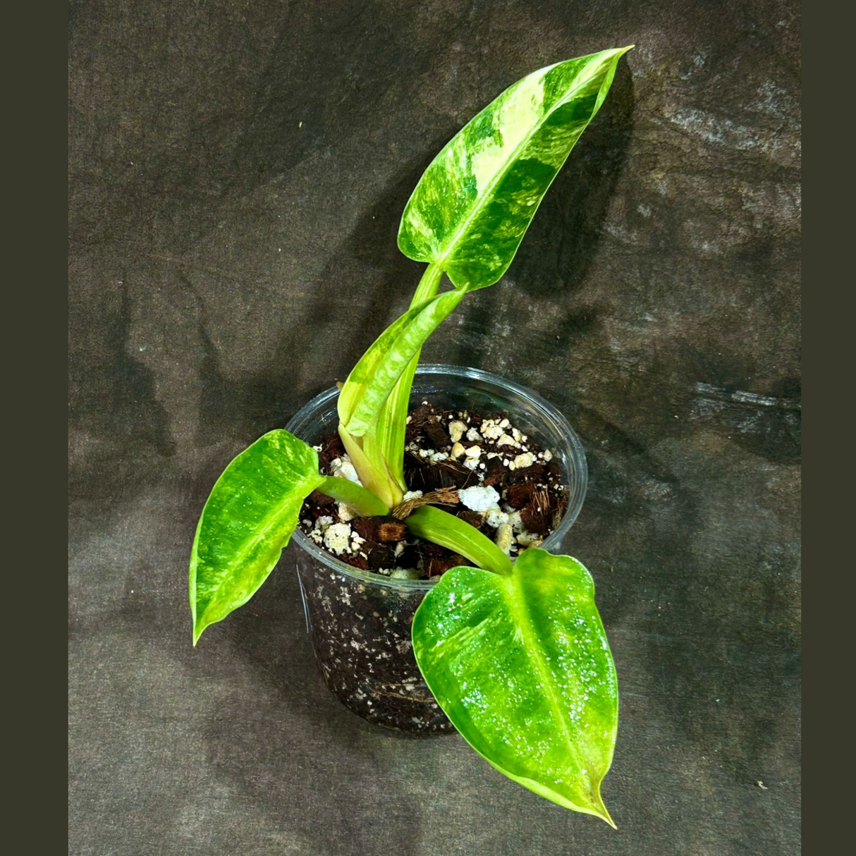 Super Rare Variegated Philodendron Green Congo in a Nursery Pot - Green Congo Original - Hard to Come By - Exact Same Plant - US Seller