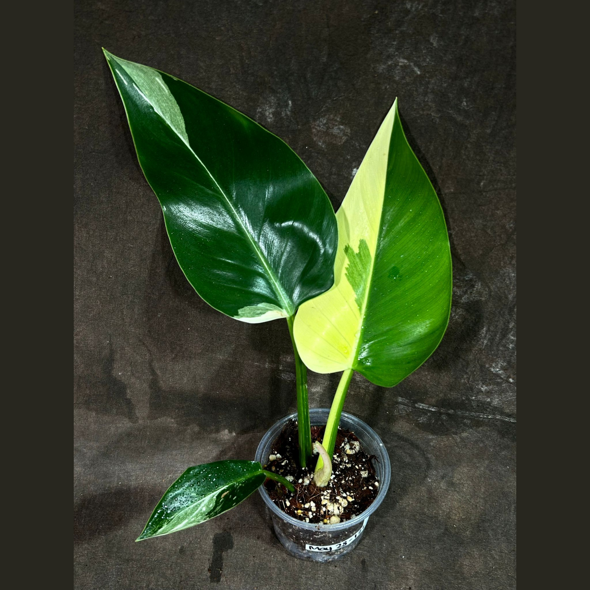 Super Rare Variegated Philodendron Green Congo in a Nursery Pot - Green Congo Original - Hard to Come By - Exact Same Plant - US Seller