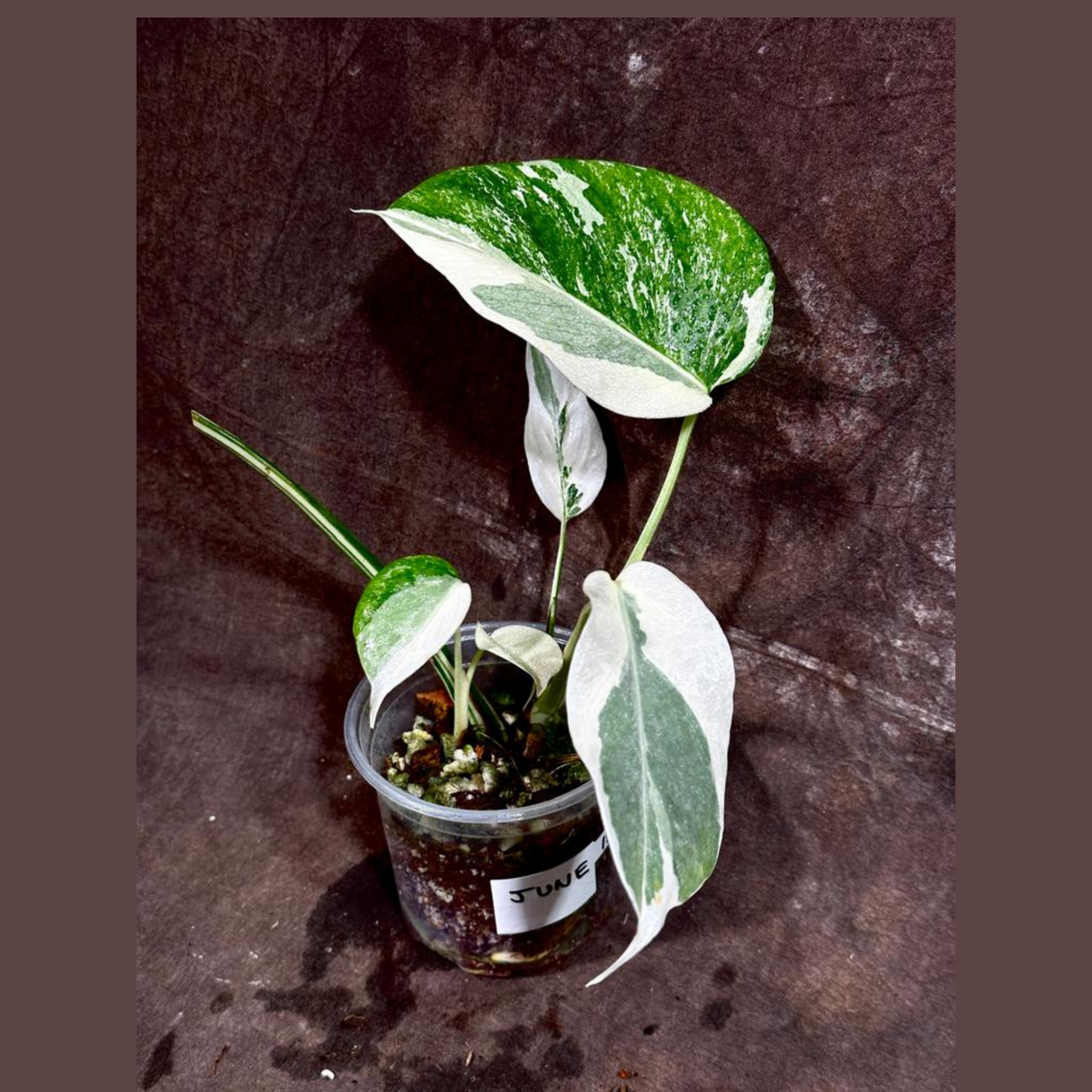 Variegated Monstera Albo Plant - Rare Indoor White Monstera Albo Borsigiana Plant - Baby Leaf Plant - Indoor Plant - EXACT Plant - US Seller