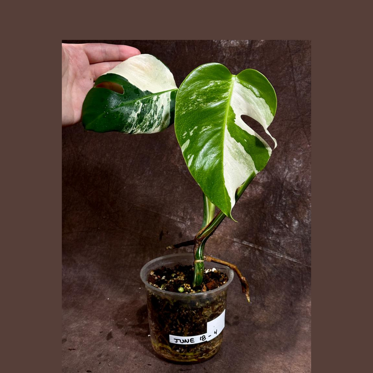 Variegated Monstera Albo Plant - Rare Indoor White Monstera Albo Borsigiana Plant - Albo Monstera - US Seller - Rare Houseplant -EXACT Plant