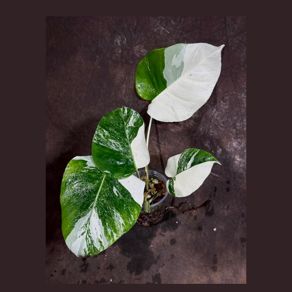Variegated Monstera Albo Plant - Rare Indoor White Monstera Albo Borsigiana Plant - Albo Monstera - US Seller - Rare Houseplant -EXACT Plant