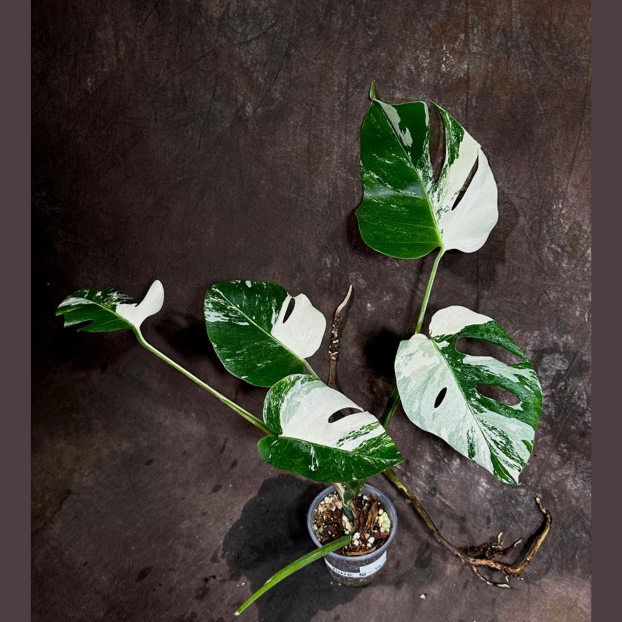 Variegated Monstera Albo Plant - Rare Indoor White Monstera Albo Borsigiana Plant - Baby Leaf Plant - Indoor Plant - EXACT Plant - US Seller