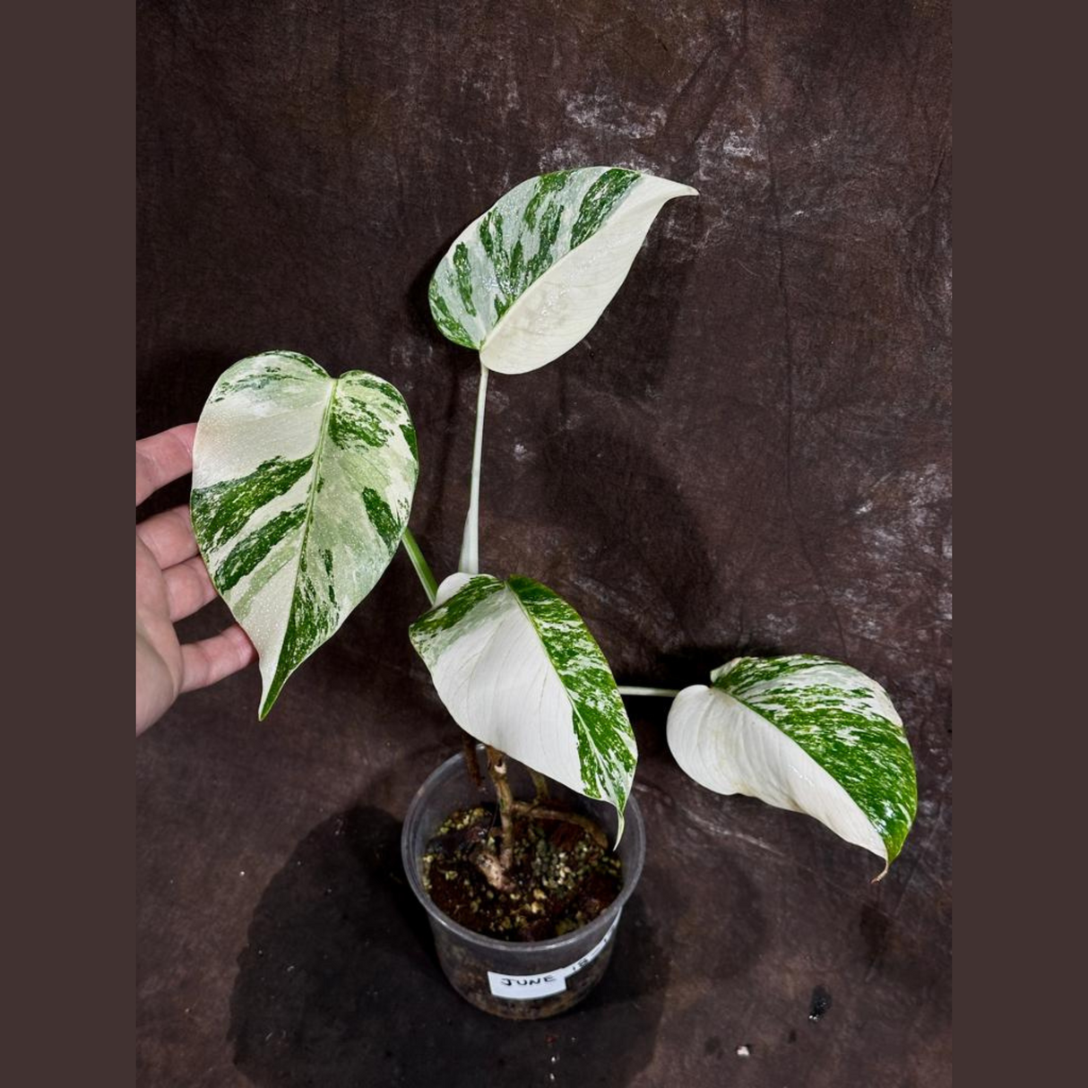 Variegated Monstera Albo Plant - Rare Indoor White Monstera Albo Borsigiana Plant - Baby Leaf Plant - Indoor Plant - EXACT Plant - US Seller