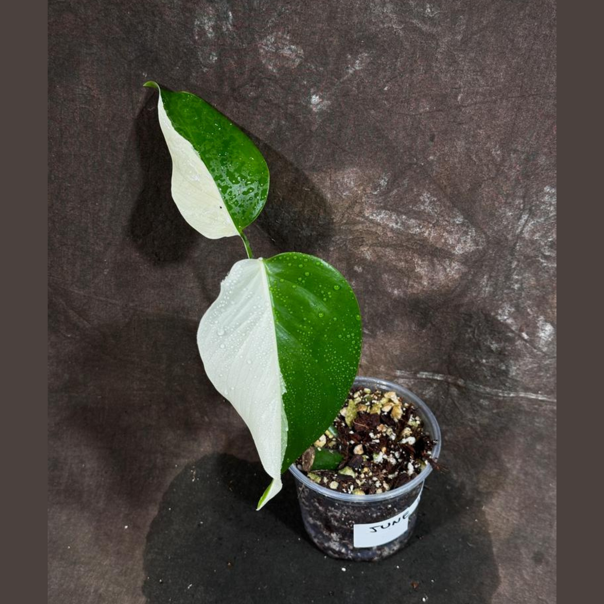 Variegated Monstera Albo Plant - Rare Indoor White Monstera Albo Borsigiana Plant - Albo Monstera - US Seller - Rare Houseplant -EXACT Plant
