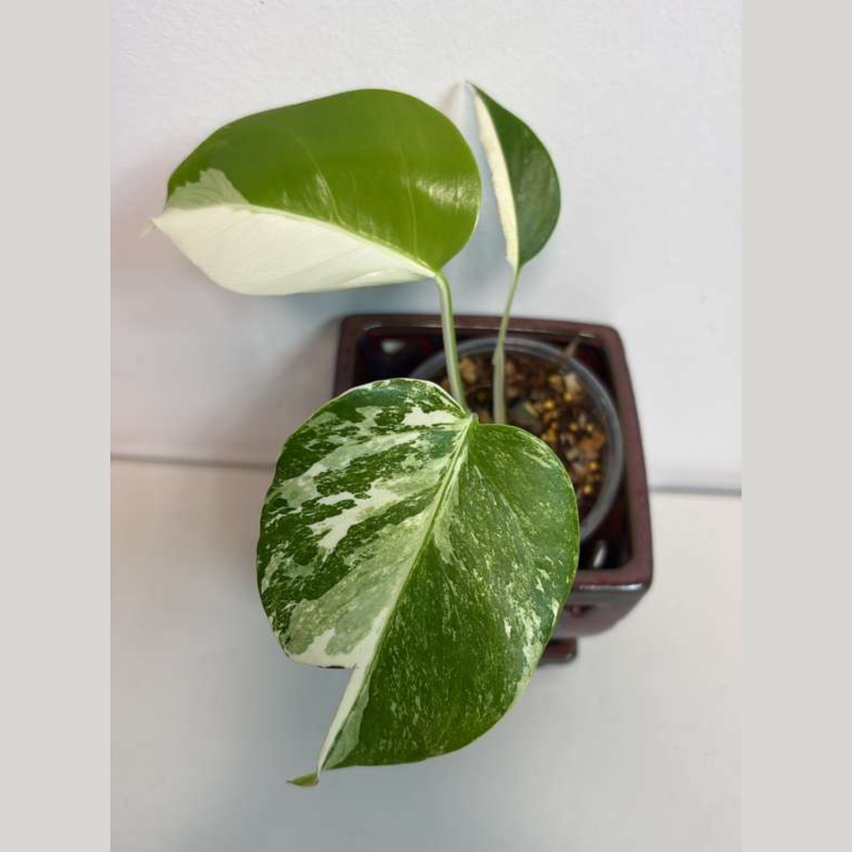 Variegated Monstera Albo EXACT Plant - Rare White Albo Baby Leaf Plant - US Seller